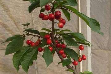 樱桃盆栽怎么整枝及肥水管理 图片