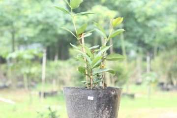 露地盆栽甜樱怎么覆盖及升温 图片