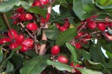 甜樱桃盆栽怎么病虫害防治 图片