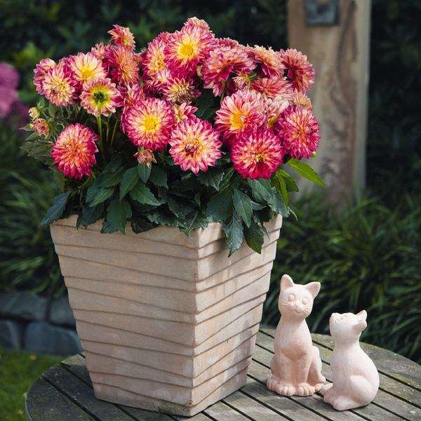 荷兰盆栽大丽花品种在拉萨温室的适应性评价