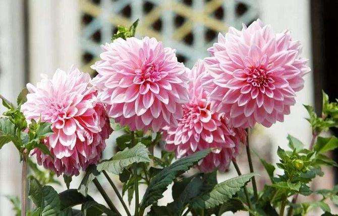 荷兰盆栽大丽花品种在拉萨温室的适应性评价