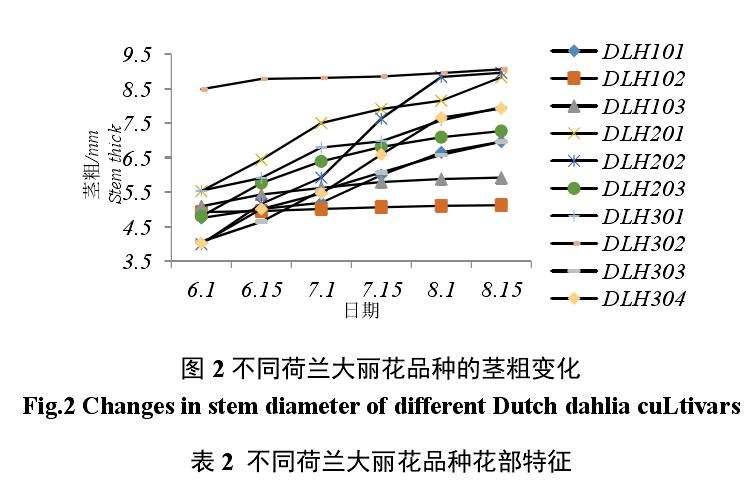 不同荷兰大丽花盆栽品种花部特征的调查
