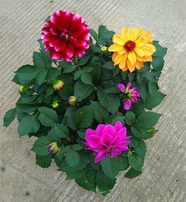 不同荷兰大丽花配置发芽率的调查 图片