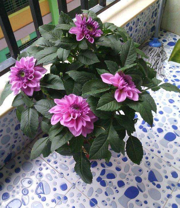 不同荷兰大丽花配置发芽率的调查 图片