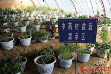 中药材室内盆栽怎么盆钵选用 图片