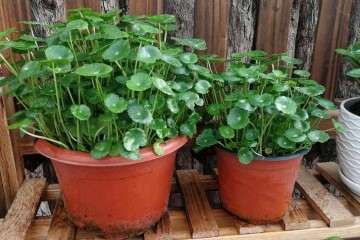 中药材盆栽的基质怎么配制 最好 图片