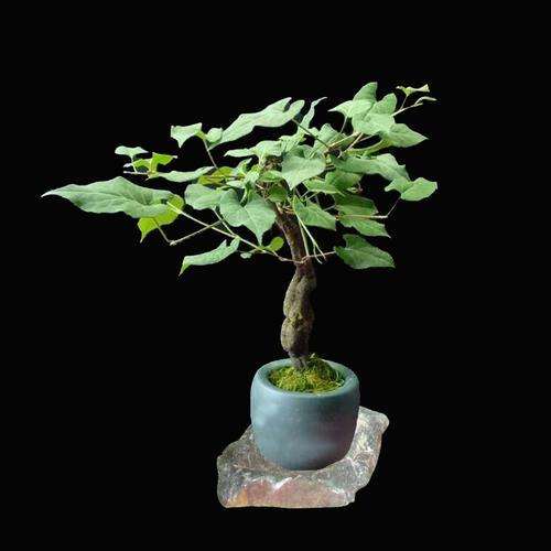 中药材室内盆栽的光照与温度管理 图片