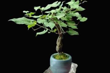 中药材盆栽的光照与温度管理 图片