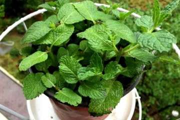 中药材室内盆栽多久浇水一次 图片