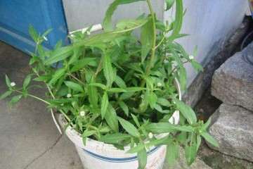 中药材室内盆栽怎么施肥管理的方法 图片