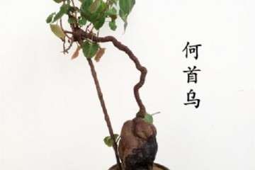 室内中药材盆栽怎么病虫害防治 图片