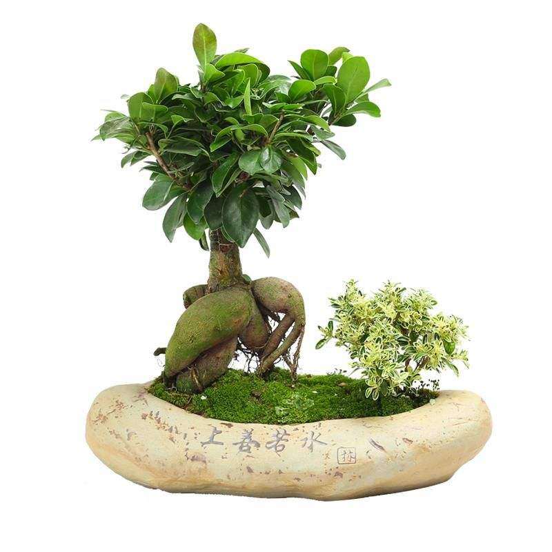 环境因子对盆栽人参榕生长发育的影响