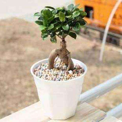 环境因子对盆栽人参榕生长发育的影响