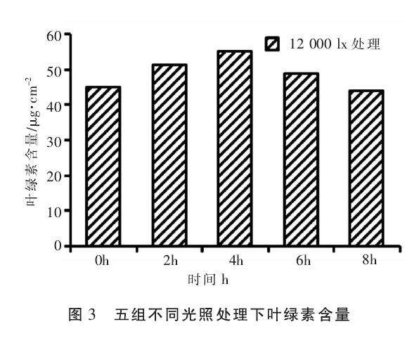光照对人参榕盆栽植株有什么影响
