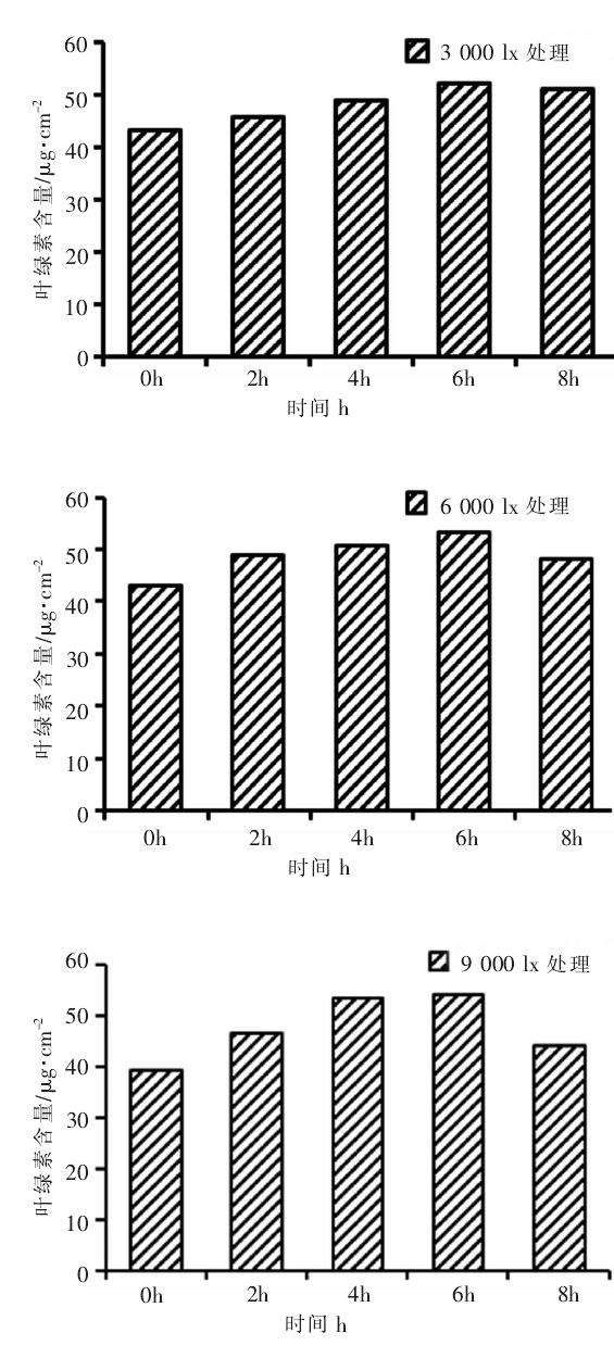光照对人参榕盆栽植株有什么影响