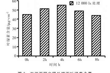 光照对人参榕盆栽植株有什么影响