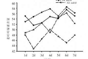 水分对人参榕盆栽植株有什么影响 图片