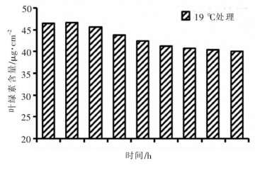 人参榕盆栽温度对植株有什么影响 图片