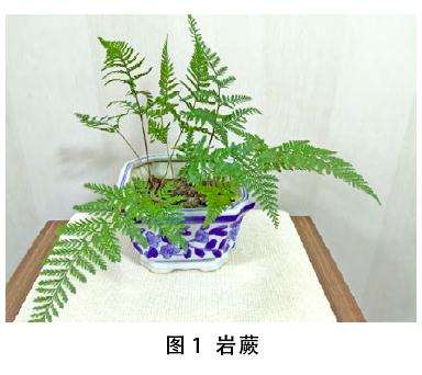 蕨类盆栽怎么繁殖的方法 图片