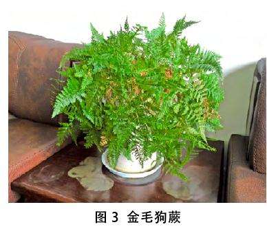 蕨类植物盆栽的品种和习性怎么样 图片