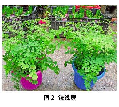 蕨类植物盆栽的品种和习性怎么样 图片