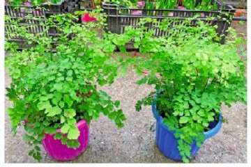 蕨类植物盆栽的品种和习性怎么样 图片