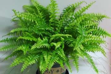 蕨类盆栽的光照和温度怎么管理 图片