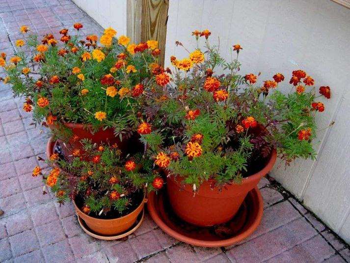 黄粉虫粪肥对盆栽万寿菊的肥效研究 图片