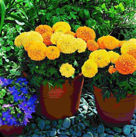 黄粉虫粪肥对盆栽万寿菊的肥效研究 图片