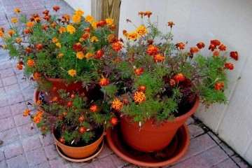 黄粉虫粪肥对盆栽万寿菊的肥效研究 图片