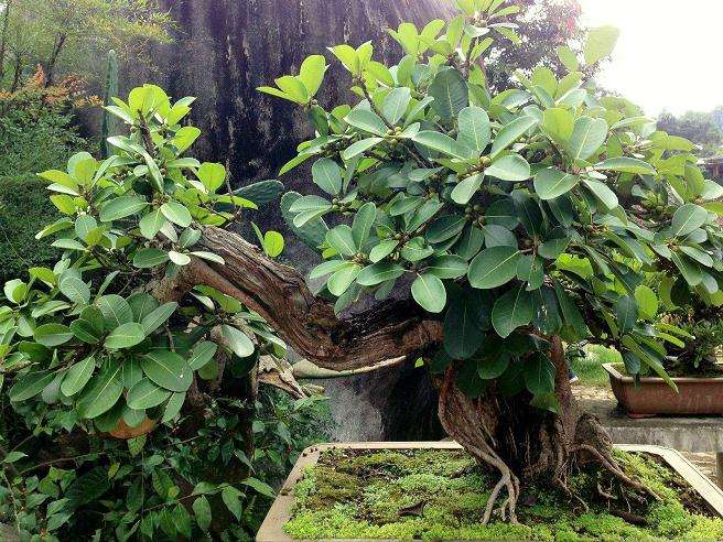 黄葛树盆栽有什么形态和习性 图片