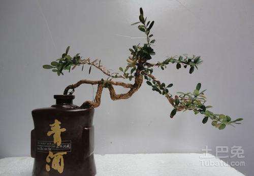 黄葛树盆栽怎么扦插繁殖的方法 图片