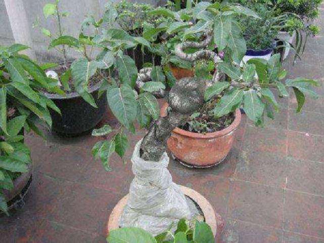 黄葛树盆栽怎么压条繁殖的方法 图片