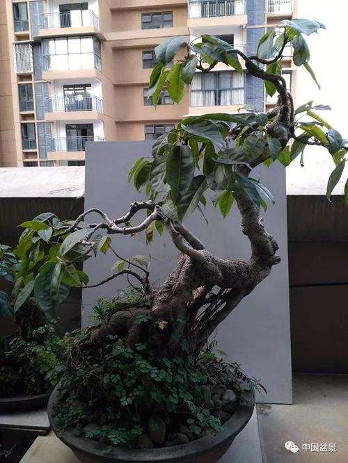 黄葛树盆景怎么栽植施肥的方法 图片