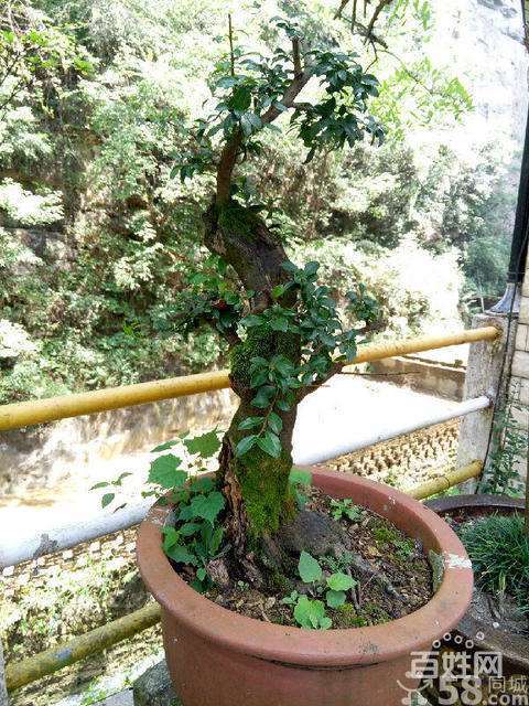 黄葛树盆景怎么浇水的方法 图片