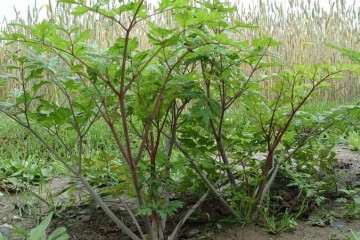 黄芪根腐病生防芽孢杆菌的筛选鉴定与盆栽防效试验