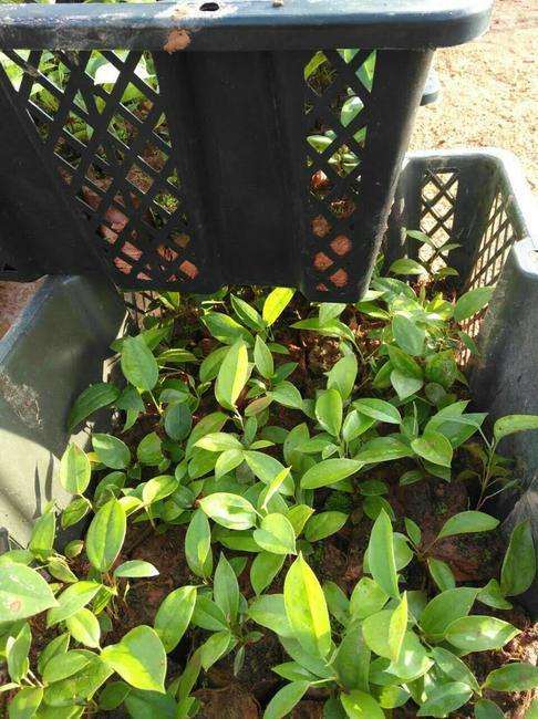 黄芪盆栽的拮抗芽孢杆菌防效试验 图片