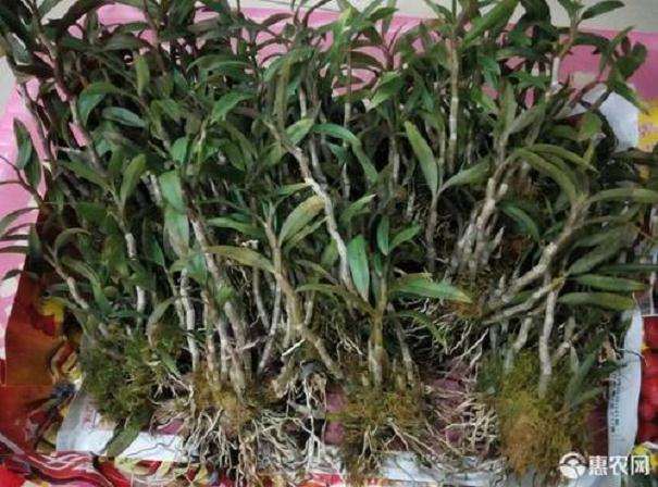 黄芪盆栽的拮抗芽孢杆菌防效试验 图片