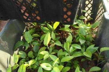 黄芪盆栽的拮抗芽孢杆菌防效试验 图片