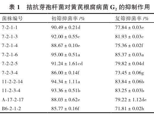 不同菌株对黄芪盆栽有什么影响 图片