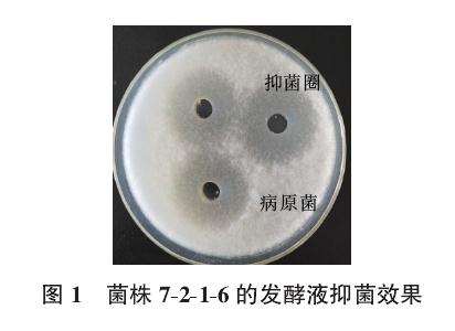 不同菌株对黄芪盆栽有什么影响 图片
