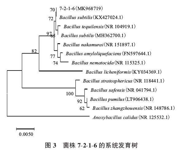 不同菌株对黄芪盆栽有什么影响 图片