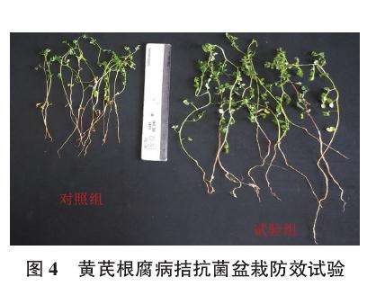 菌株对黄芪根腐病盆栽防效测定结果