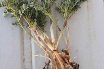 黄芪盆栽根腐病怎么防治的方法 图片