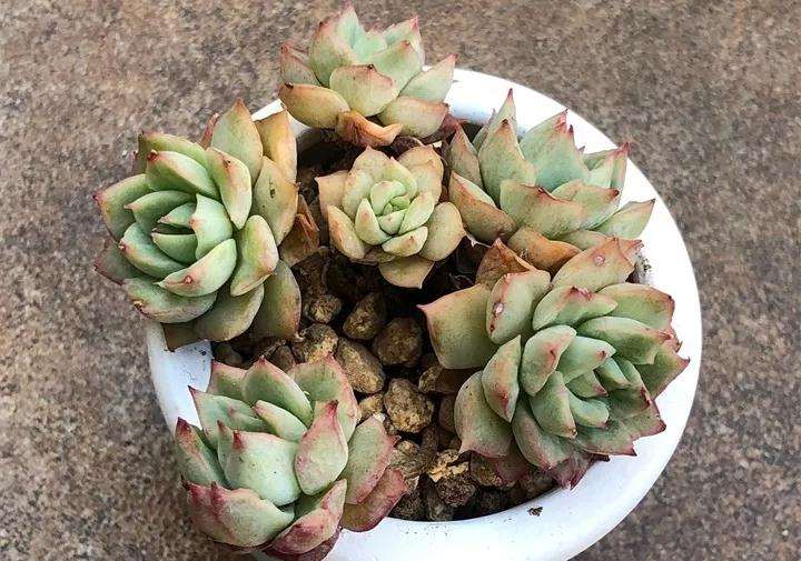 多肉植物上盆后怎么浇水的方法 图片