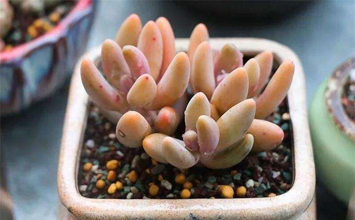 多肉植物上盆后怎么浇水的方法 图片