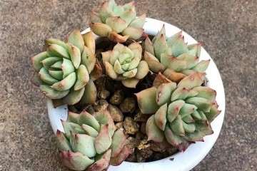 多肉植物上盆后怎么浇水的方法 图片