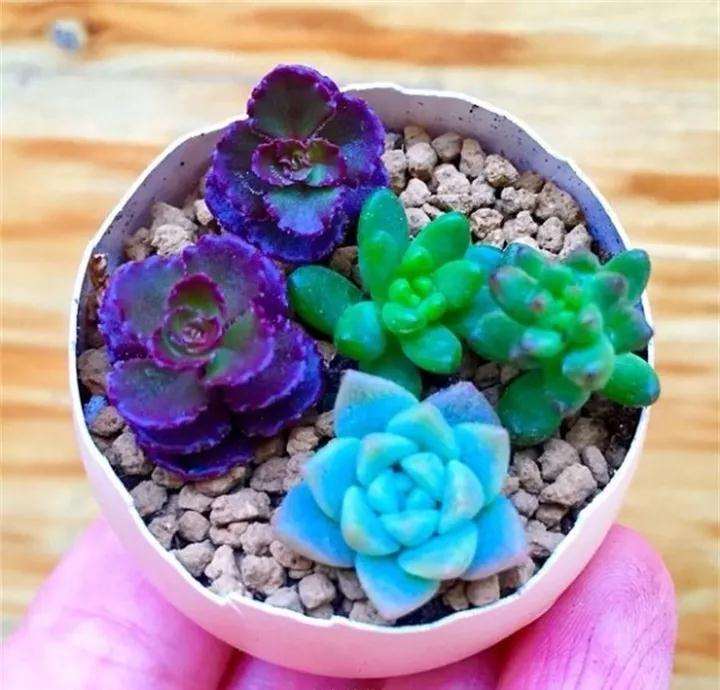 多肉植物上盆后可以晃盆扒土吗 图片