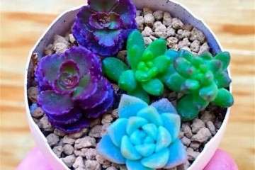 多肉植物上盆后可以晃盆扒土吗 图片