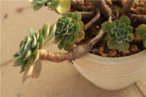 多肉植物上盆后可以揪枯叶吗 图片
